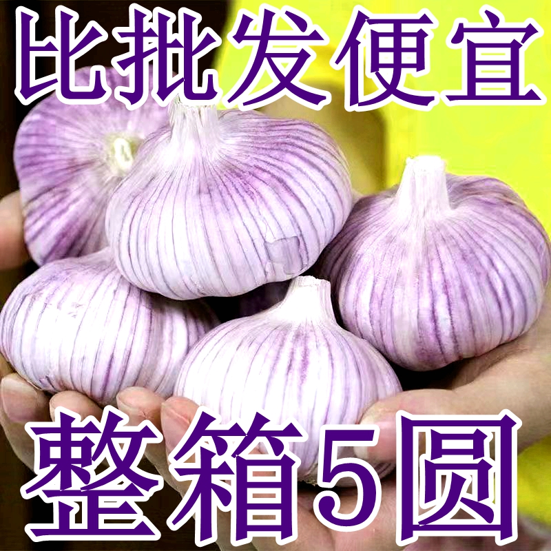 大降价农家新干蒜山东紫皮干大蒜新鲜大蒜头5斤250g红皮大蒜头