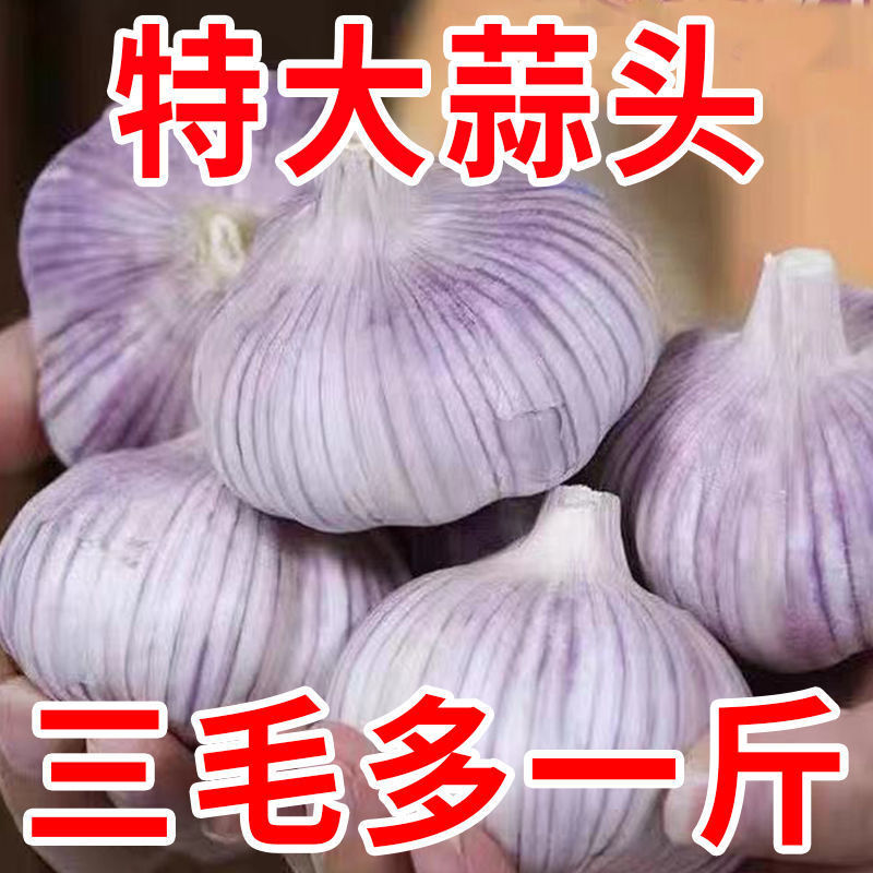 大降价新干蒜种植干净辣味5斤250g批发紫皮大蒜头蒜瓣自种优质
