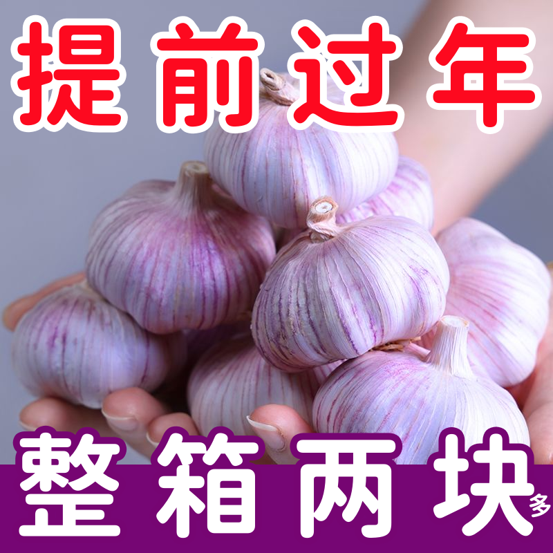 正宗山东金乡大蒜头干蒜紫皮新鲜多瓣大蒜头整箱250g辛辣饱满脆爽