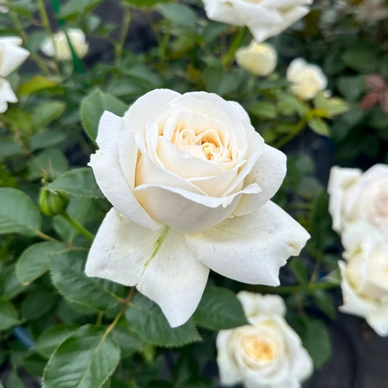 花莳园艺 1加扦插【埃尔维斯/猫王】月季花苗多季开盆栽地栽阳台
