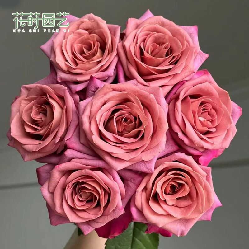 花莳园艺 1加仑扦插【调香师/咖啡师】月季花苗多季开花卉阳台