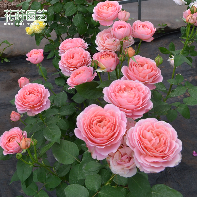 花莳园艺 1加仑扦插【浪漫古董】大花月季多季开切花庭院盆栽花园