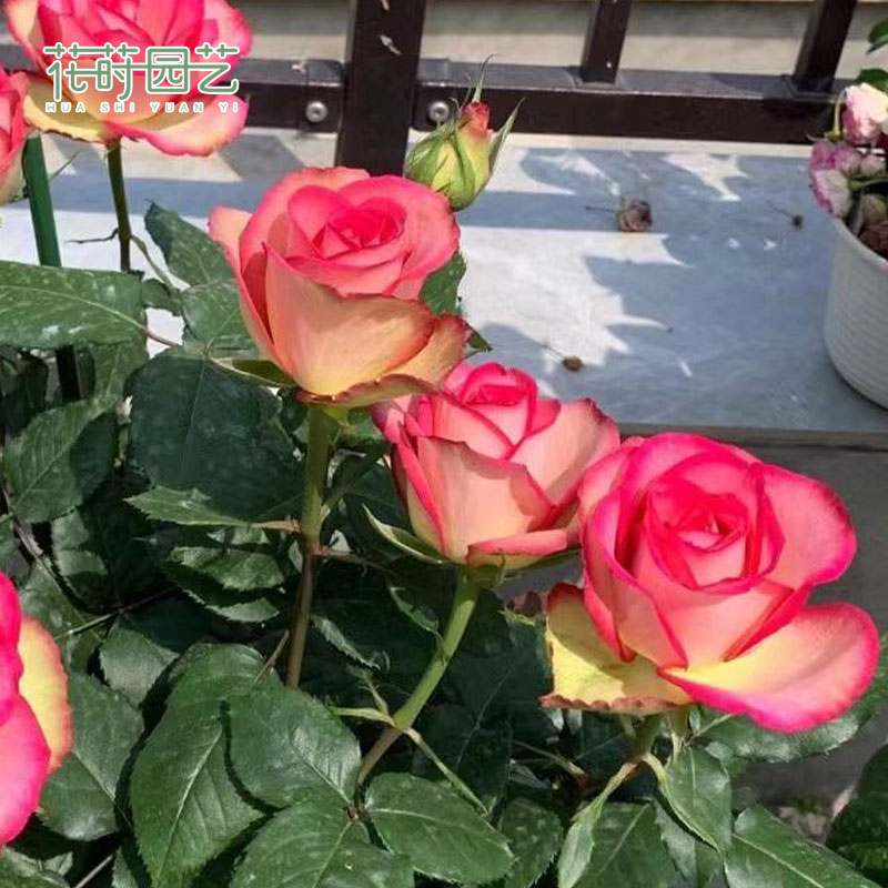 花莳园艺 1加扦插【梦露】月季花苗切花盆栽地栽花园多季开花卉灌木