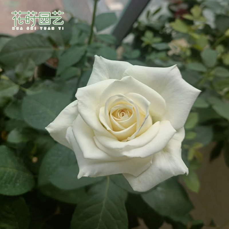 花莳园艺 2加仑扦插【骄傲】月季庭院绿植花卉盆栽玫瑰植物地栽
