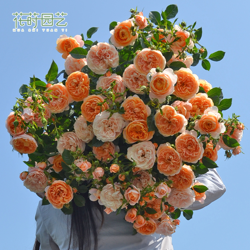 花莳园艺 2加扦插【果汁阳台】月季花苗阳台微月盆栽果香可地栽庭院