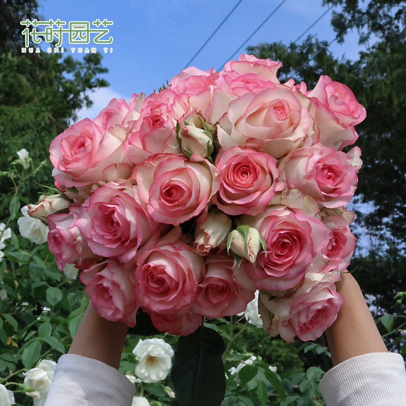 花莳园艺 1.5加仑扦插【艾莎/朱米莉亚】 切花月季庭院盆栽