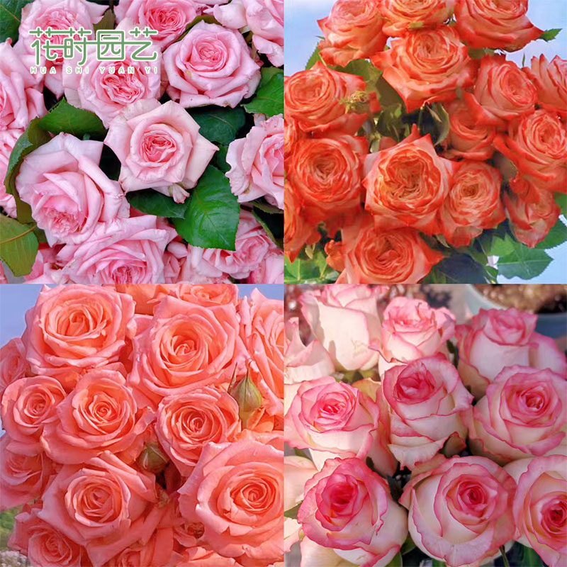 花莳家花莳园艺  【1加福利专属直播】专属链接月季盆栽