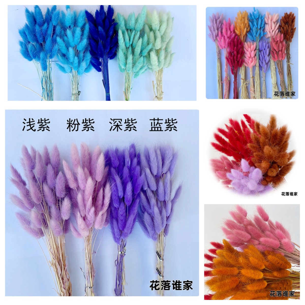 【花落谁家】干花白色兔尾草 彩色兔尾草 一束50支