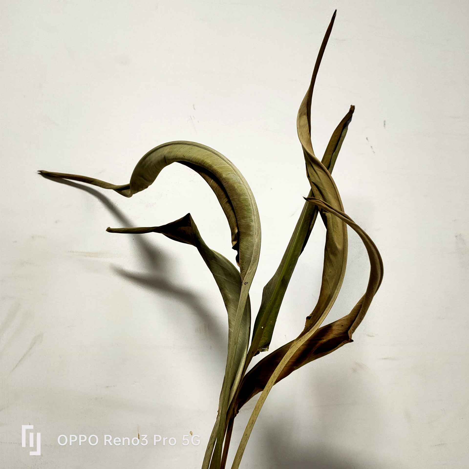 【花落谁家】厂家直销小鸟叶外贸艺术装饰婚庆婚礼永生花干花小鸟叶