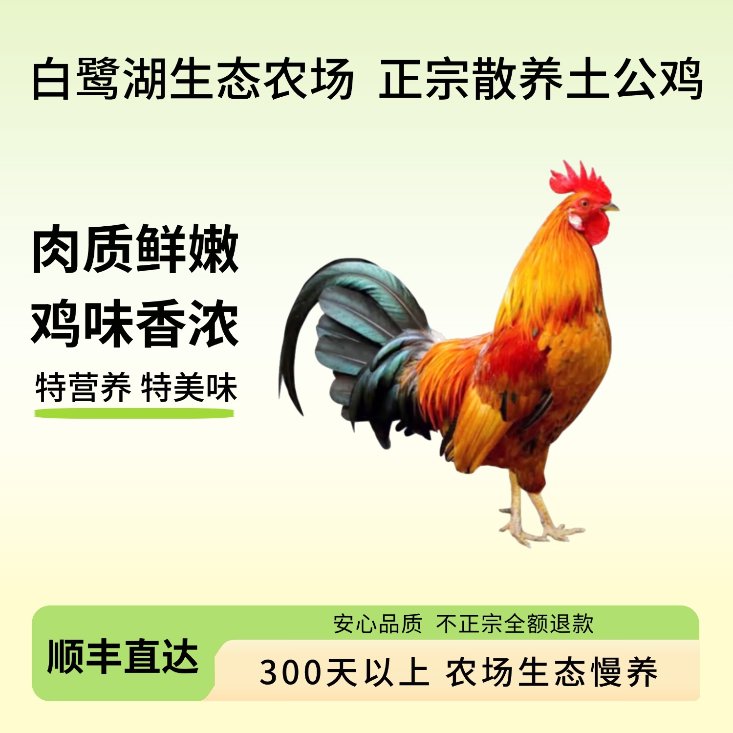 黄麓白鹭湖生态农场正宗散养土公鸡300天以上营养丰富顺丰包邮