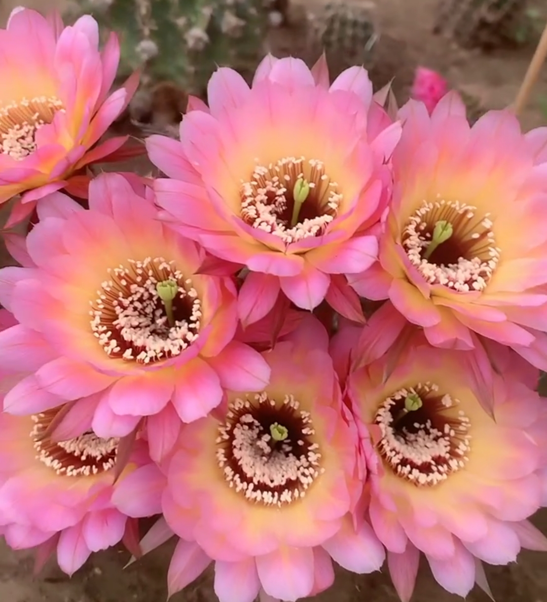 开花仙人球彩草感恩侧芽