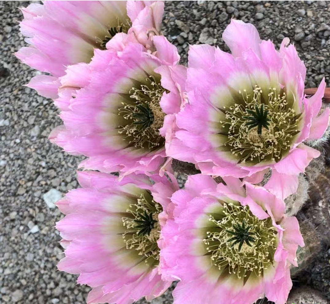 仙人球彩虹虾侧芽