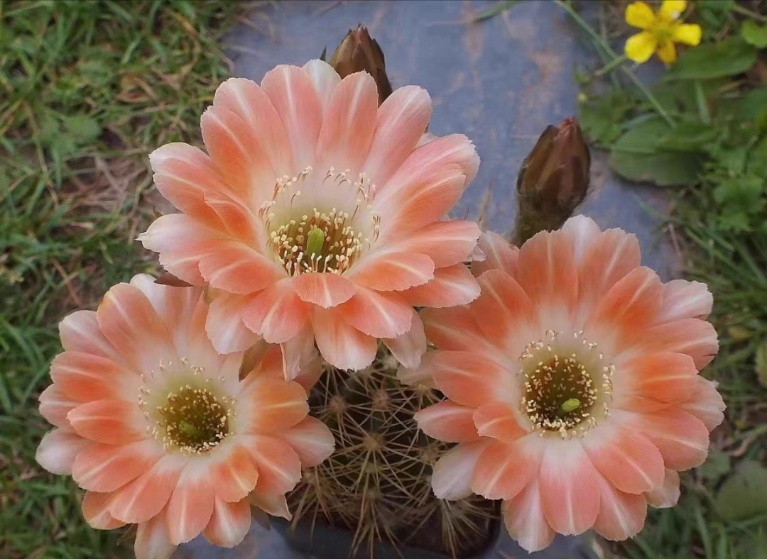 福利丽花套餐随机10个品种