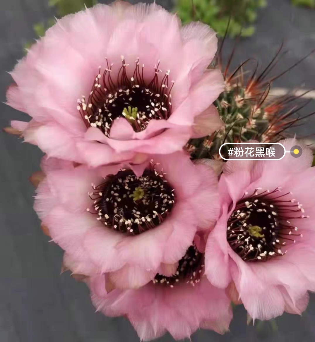 仙人球粉花黑喉无根侧芽