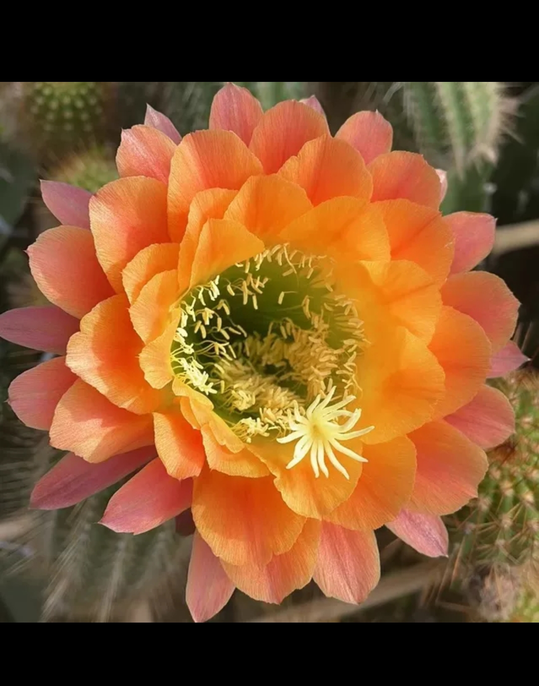 开花仙人球毛花柱 杏光辉侧芽