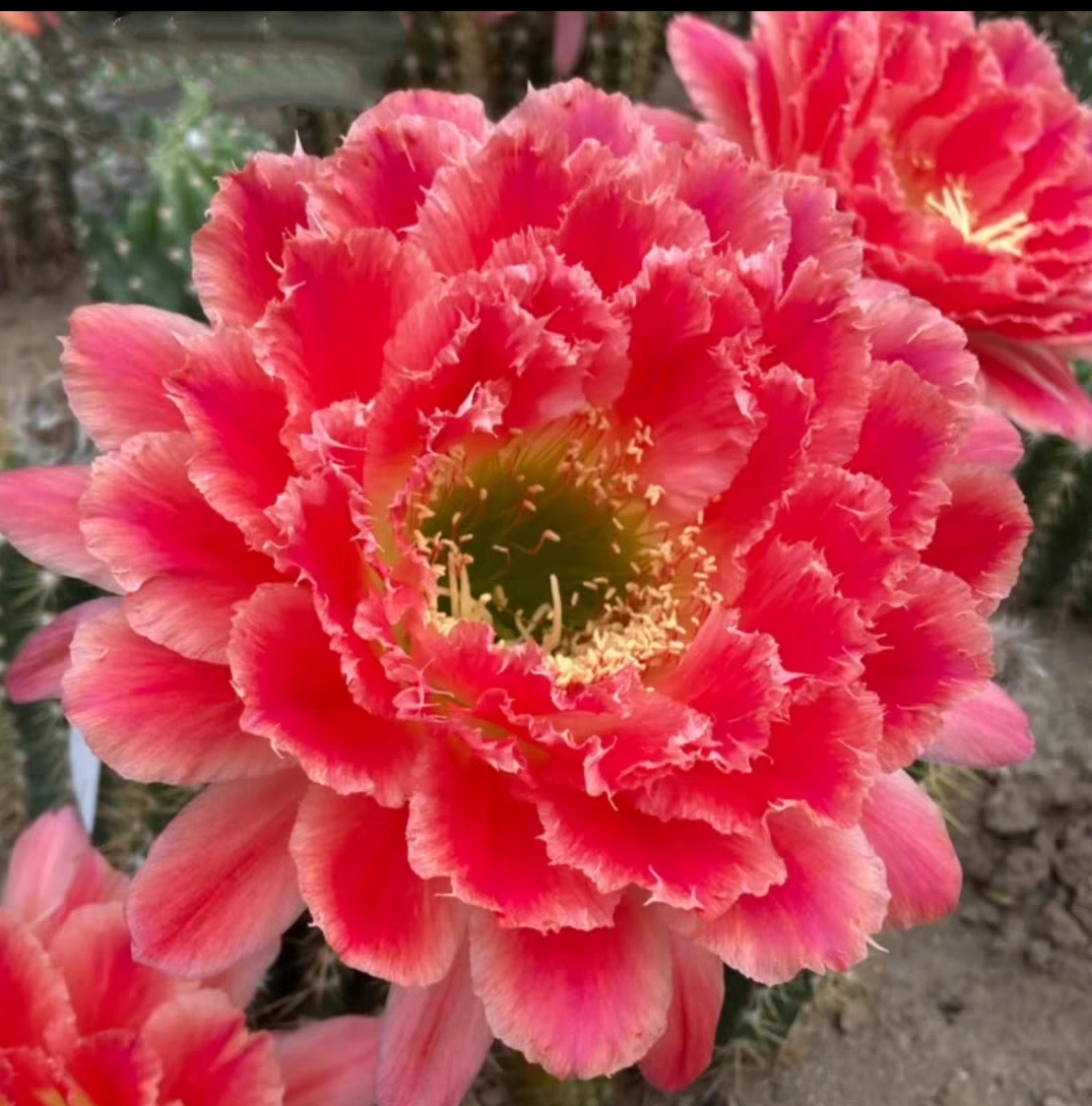 毛花柱蒙娜丽莎无根侧芽4-5公分