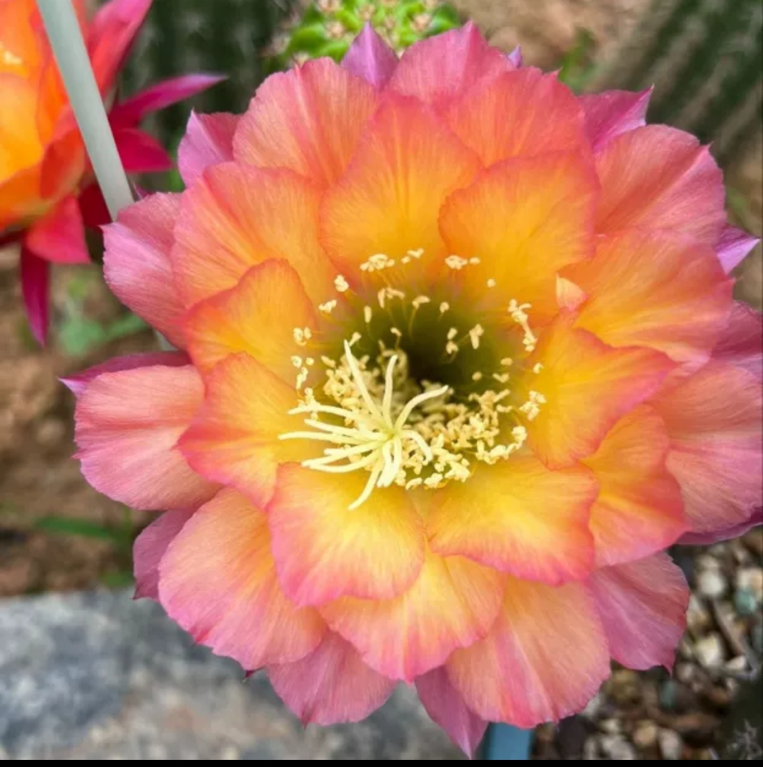 仙人球毛花柱妹妹的超级杏无根侧芽