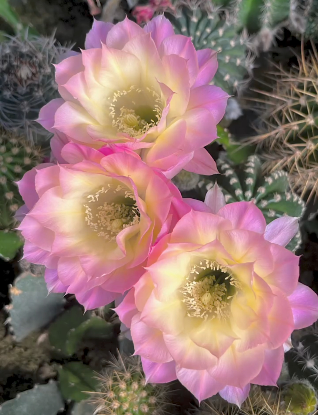 仙人球彩草北极光无根侧芽