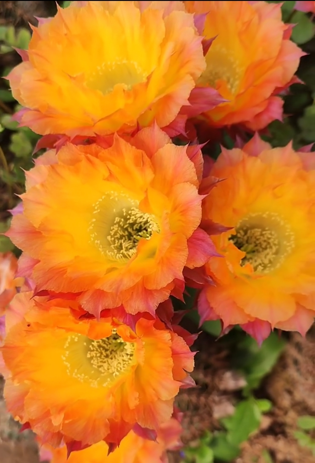 开花仙人球彩草TS93无根侧芽