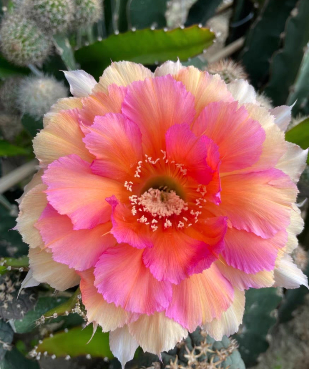 新品彩草倾城之恋无根侧芽