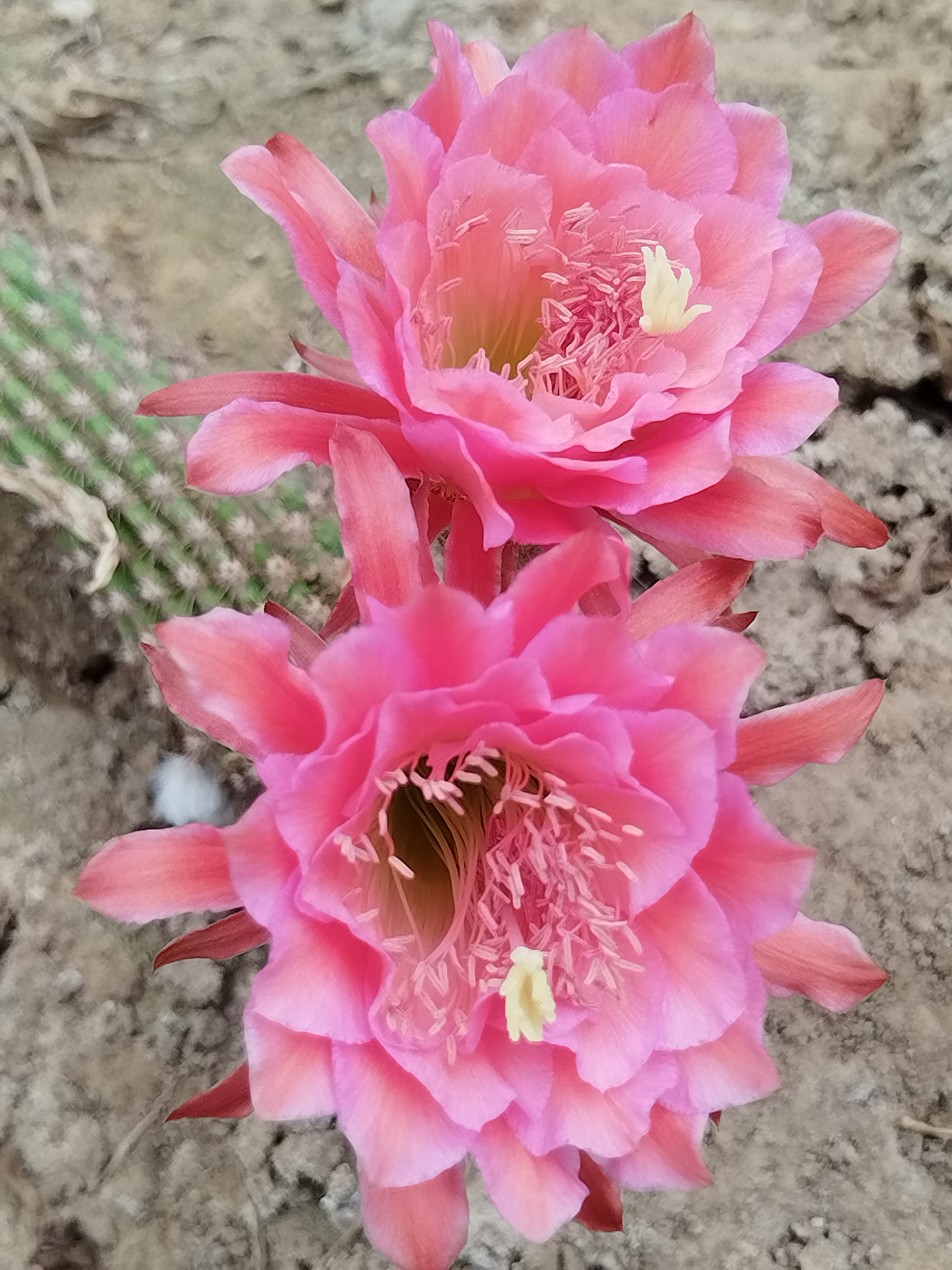 金妞爱博无根侧芽（满二十包邮）