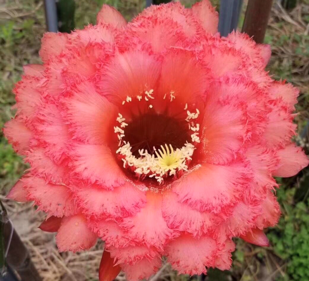 开花仙人球毛花柱五花牛无根侧芽