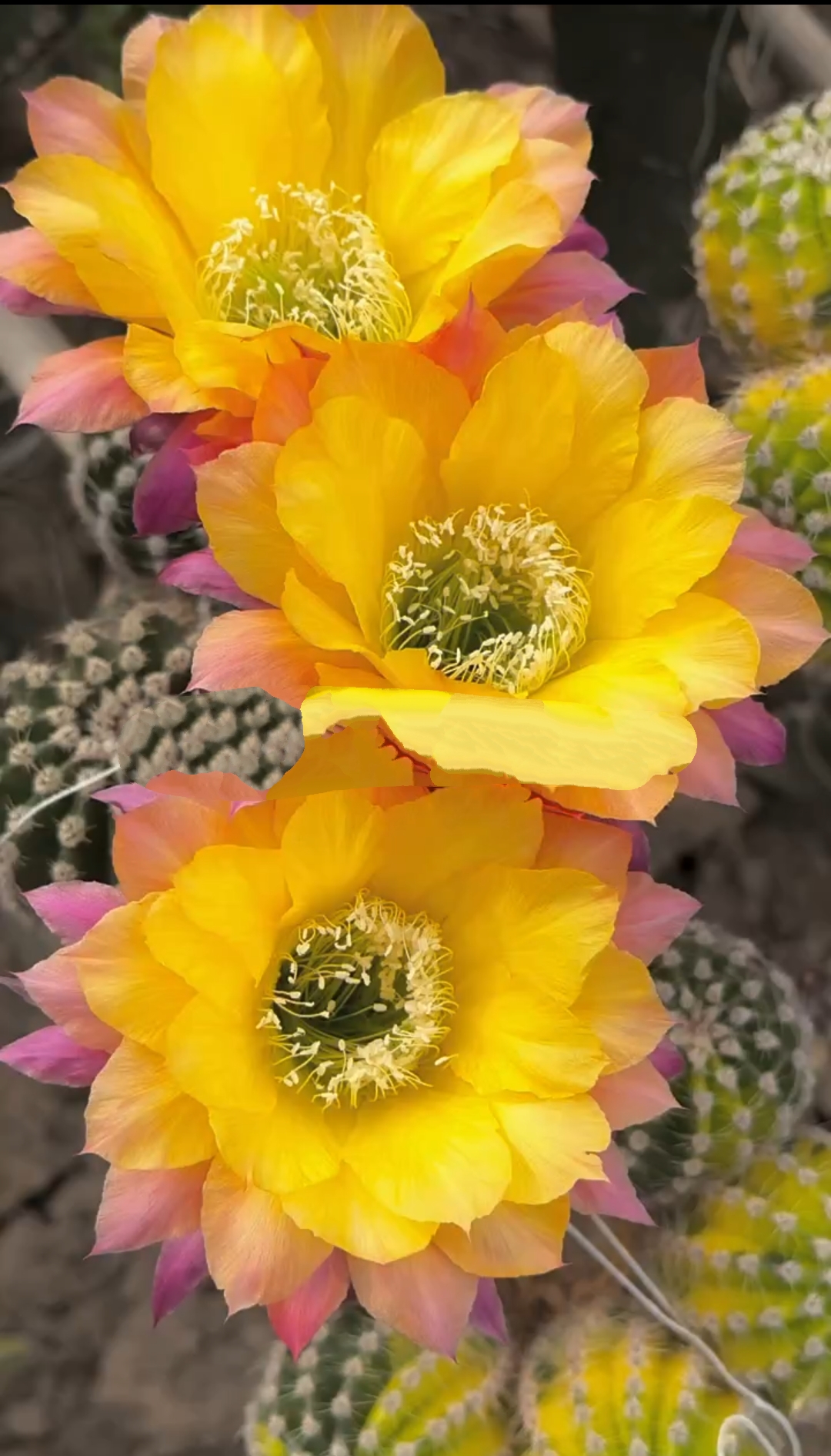 开花仙人球激流无根侧芽