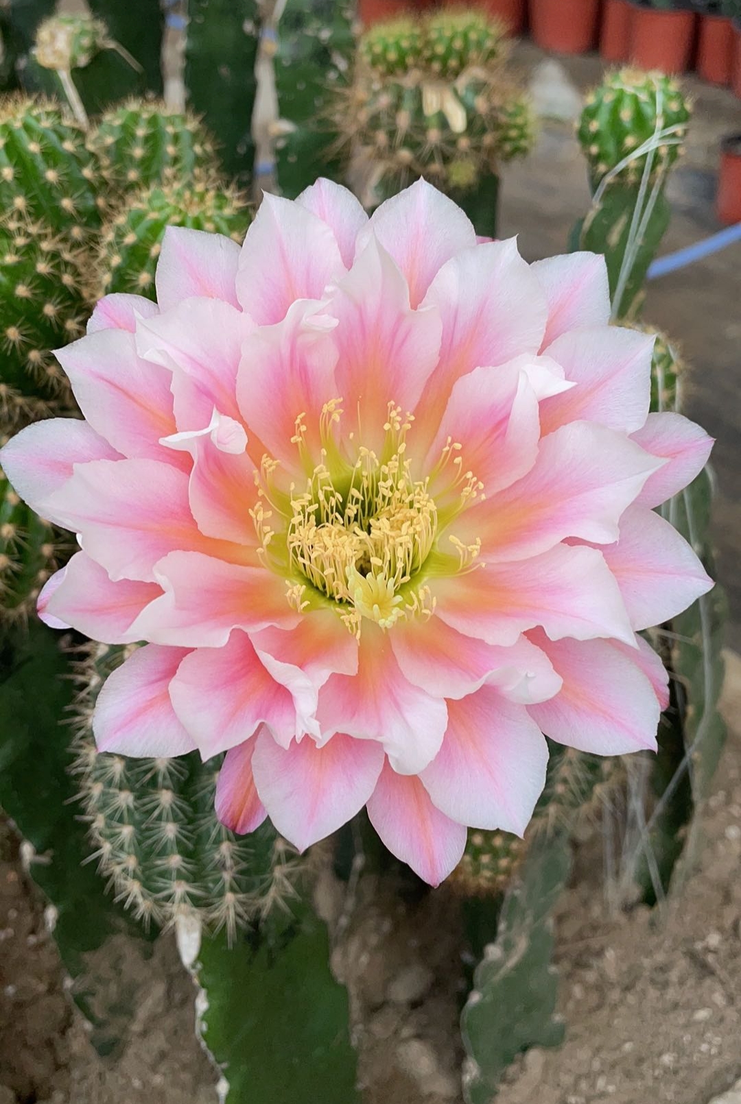 开花仙人球一物一拍