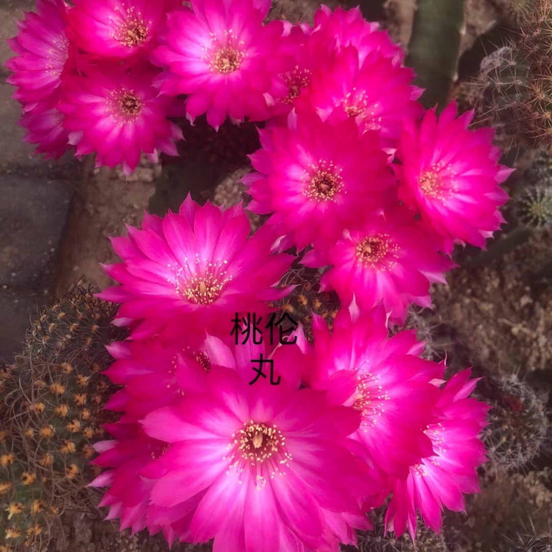 仙人球桃伦丸无根侧芽(20包邮)