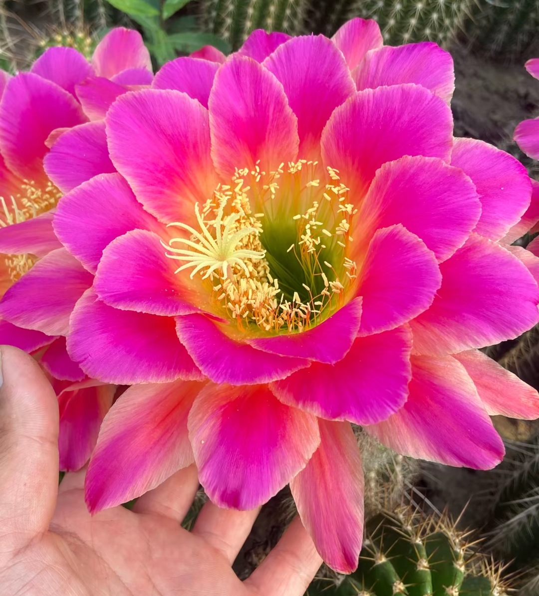 开花仙人球毛花柱星火无根侧芽