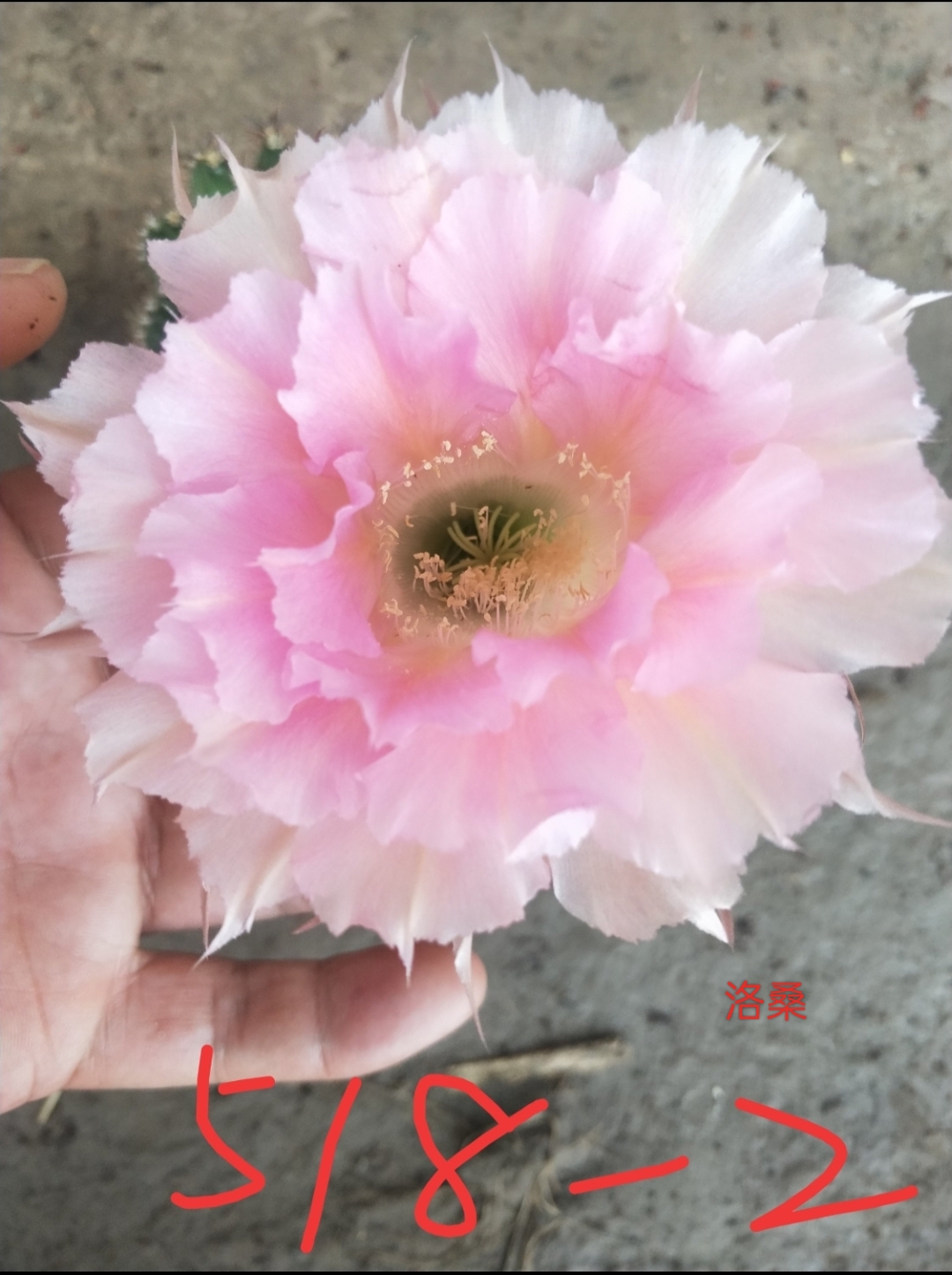 仙人球彩草洛桑无根侧芽