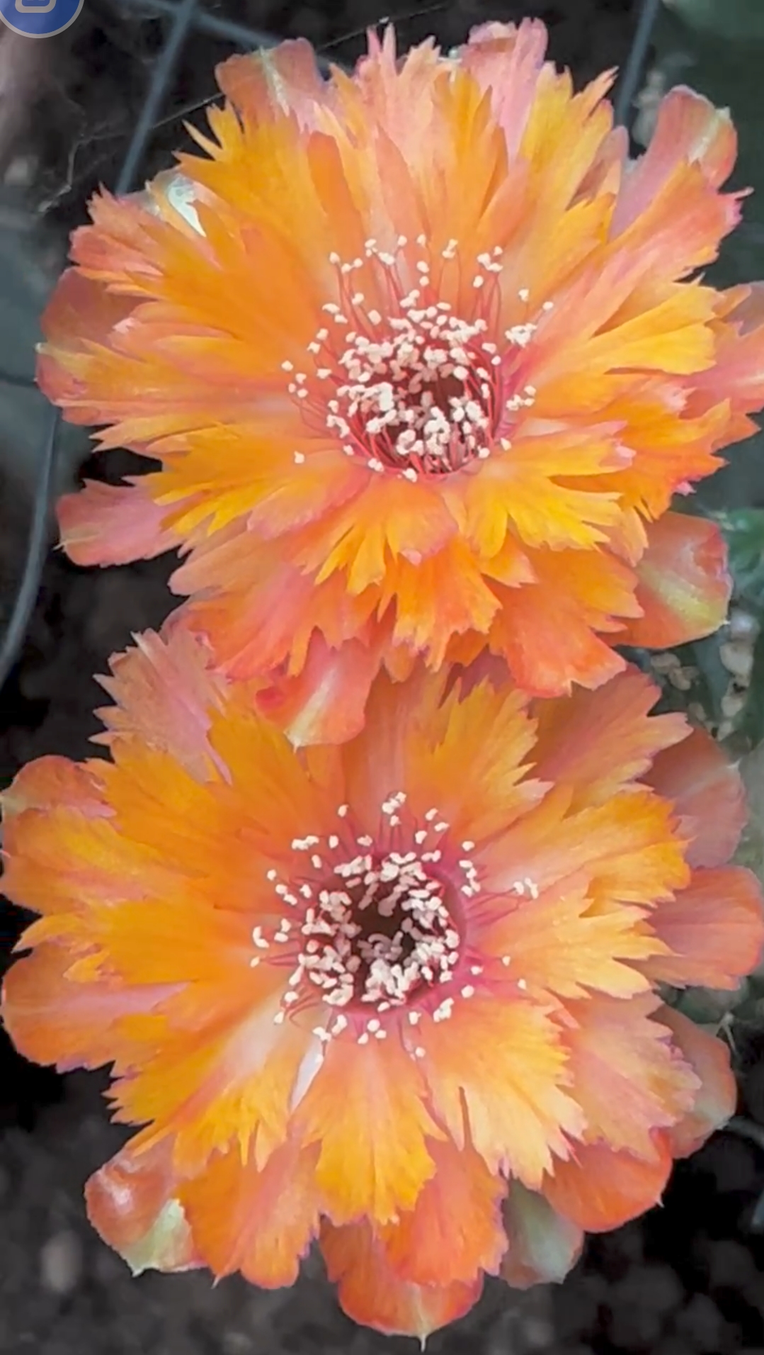 丽花黄羽毛无根侧芽3公分