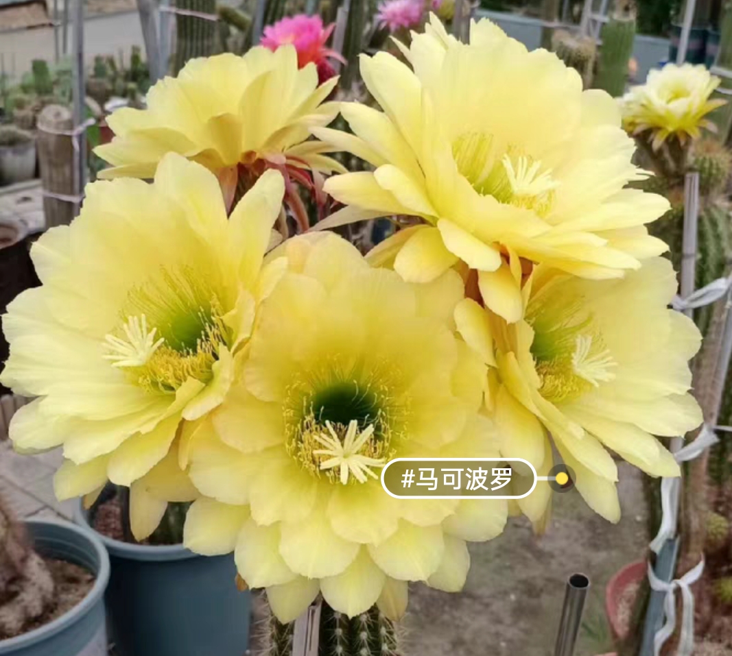 毛花柱马可波罗无根侧芽4-5公分（满二十包邮）