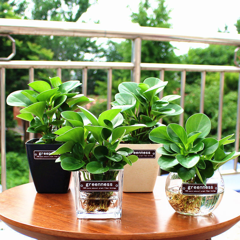 豆瓣绿室内清爽水培植物青叶碧玉桌面很好水养盆栽鲜嫩