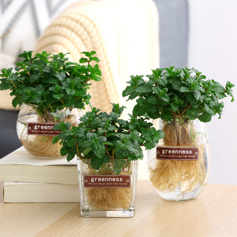 水培薄荷可食用植物室内水养办公室桌面花卉盆栽绿植驱蚊薄荷叶