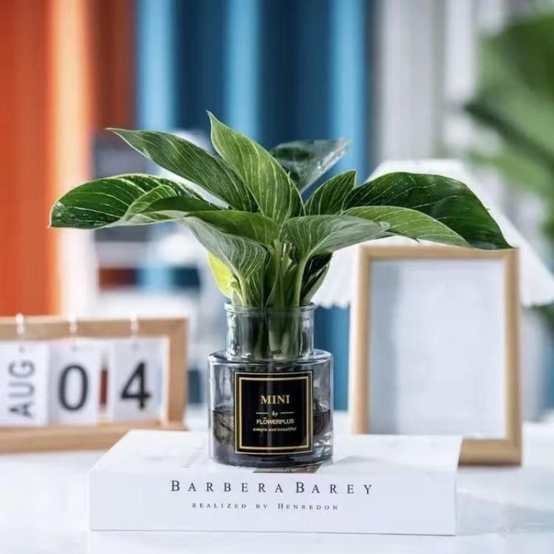 水培铂金钻植物盆栽室内客厅好养花卉净化空气办公室绿植