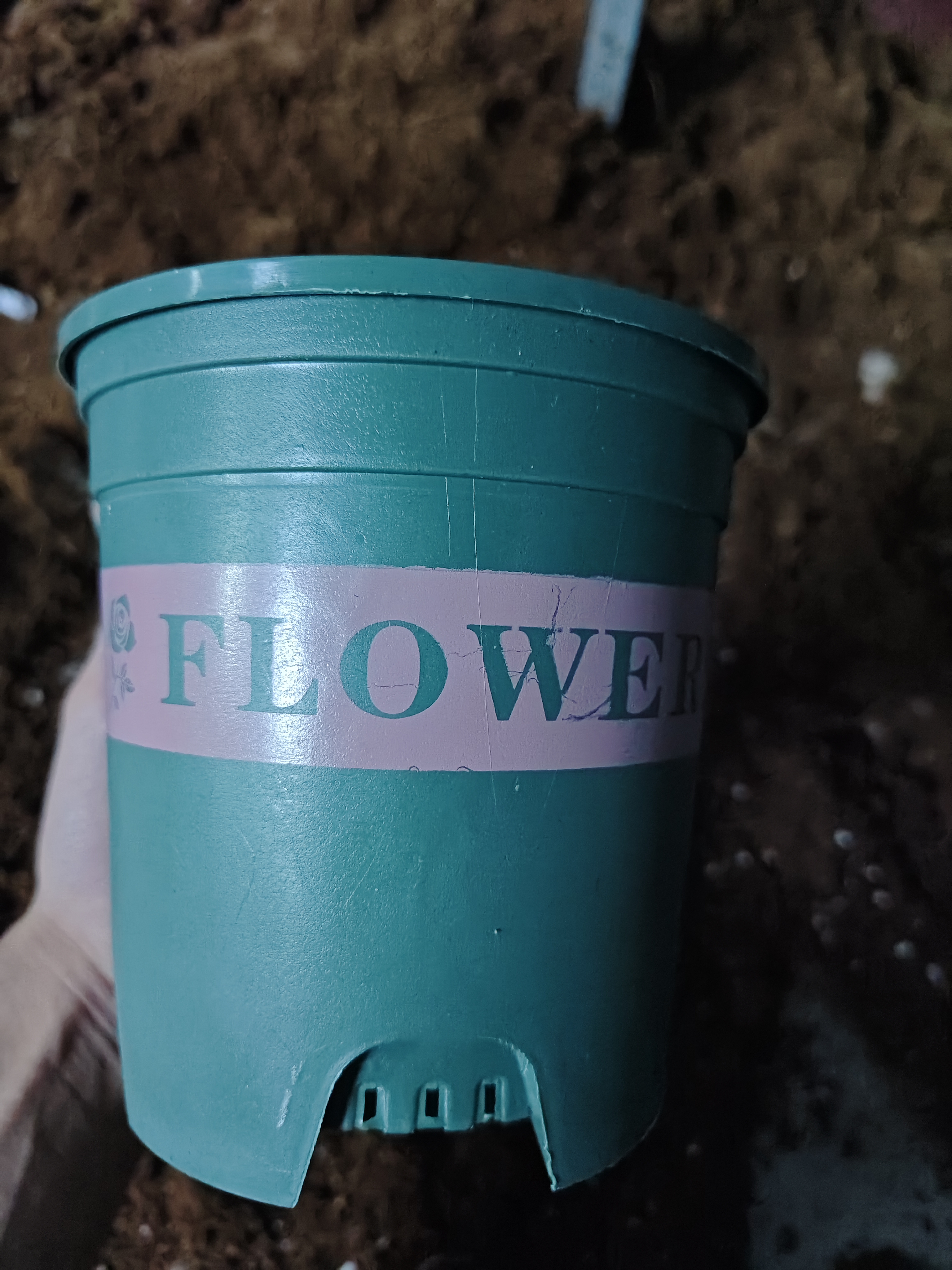 【加仑盆】栽种好发货拍这里！！！加仑盆栽种。