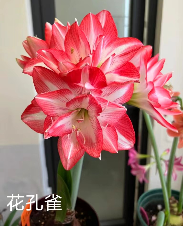 进口荷兰精品朱顶红裸球