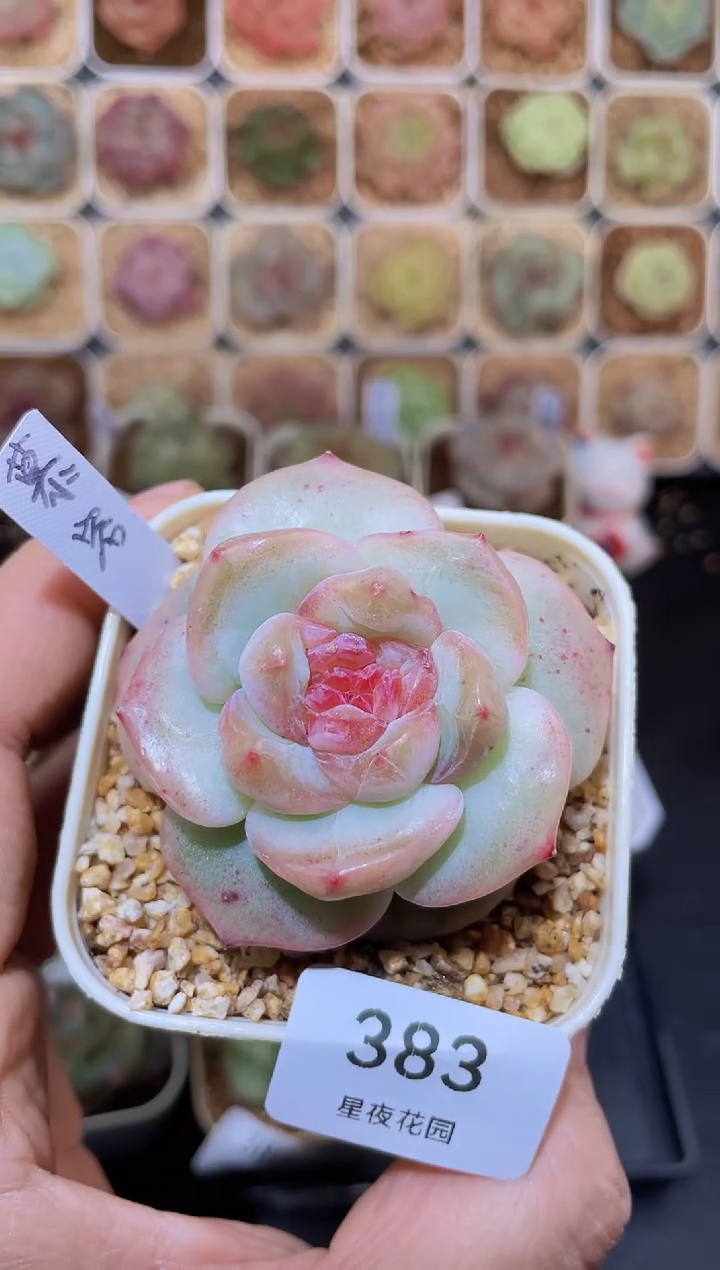 【闪购商品】383慕容