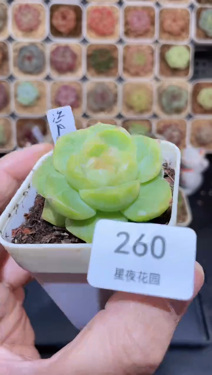 【闪购商品】260瓷器