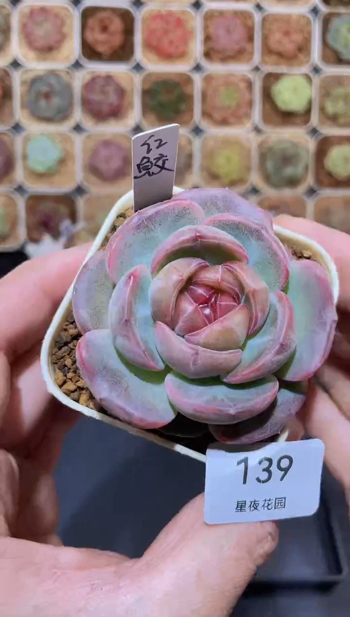 【闪购商品】139红鲛