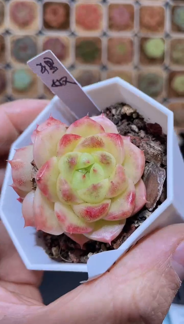 【闪购商品】175狸妖