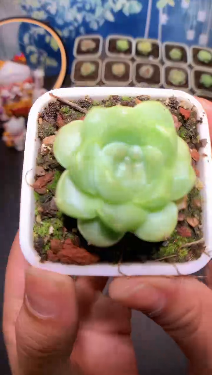 【闪购商品】072新珍妮