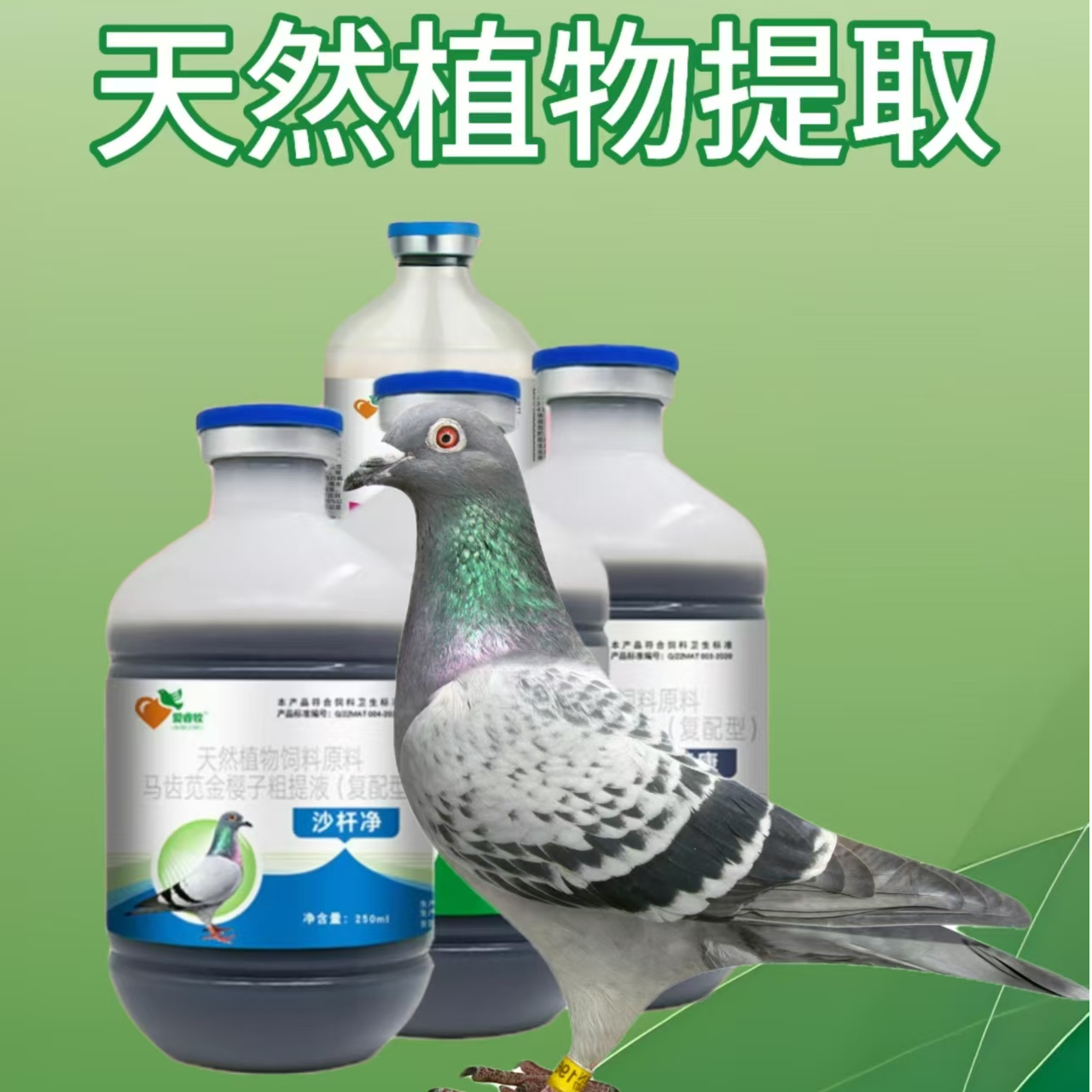 爱睿牧赛鸽信鸽125套天然植物