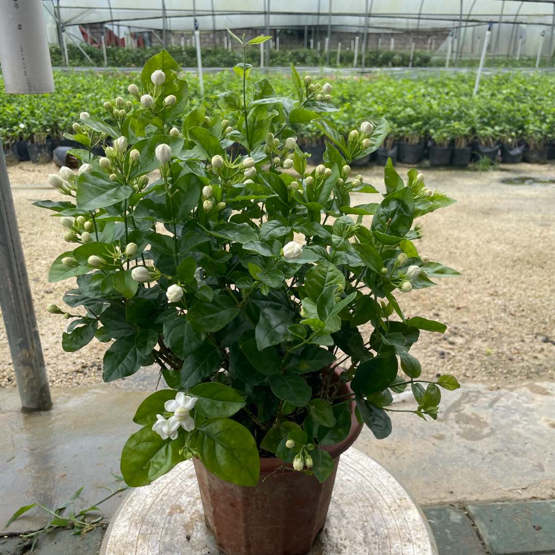 茉莉花之乡种植重瓣香水茉莉盆栽大冠幅带花苞好养开花香基地直供
