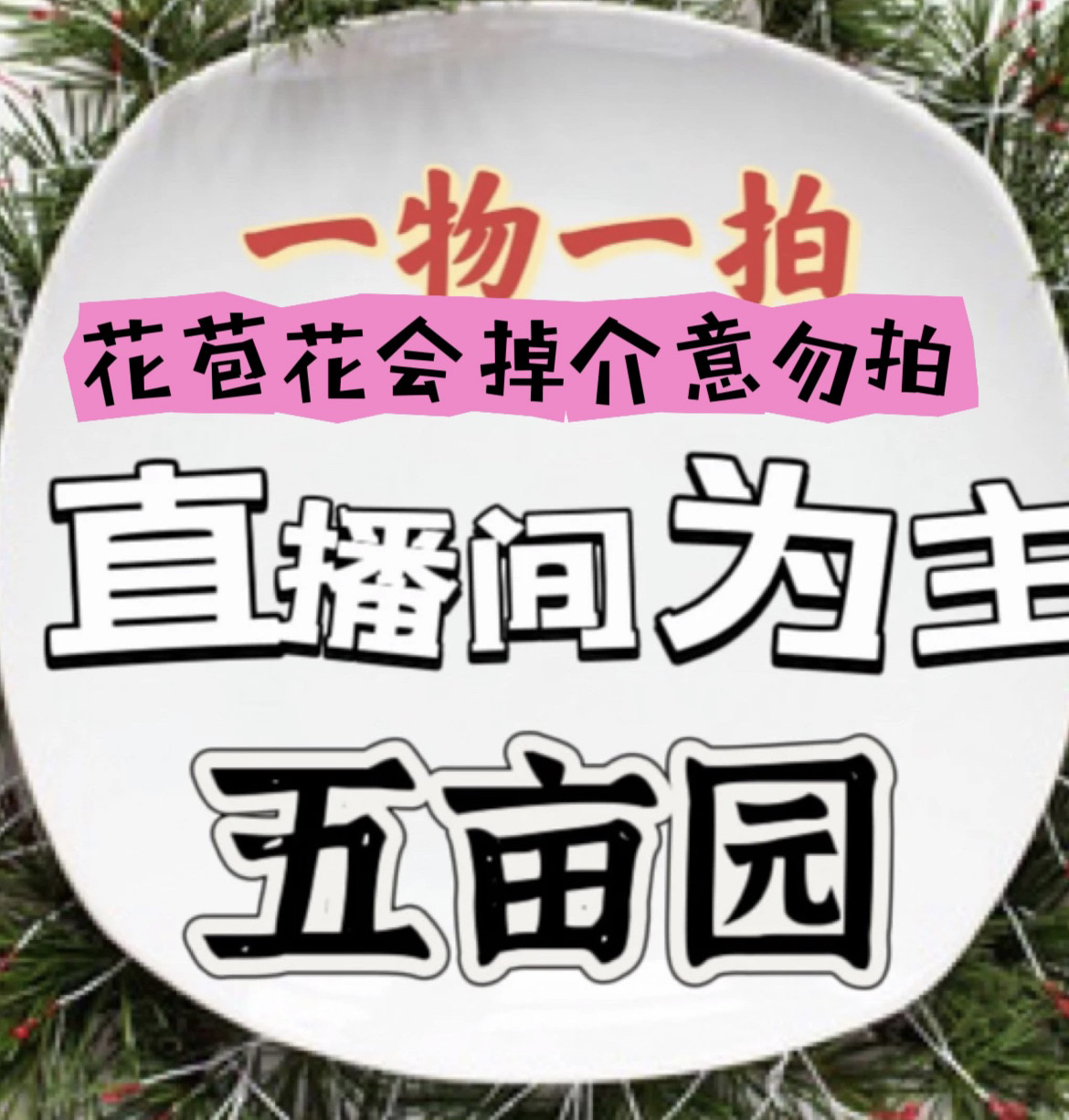 沙漠玫瑰嫁接重瓣
