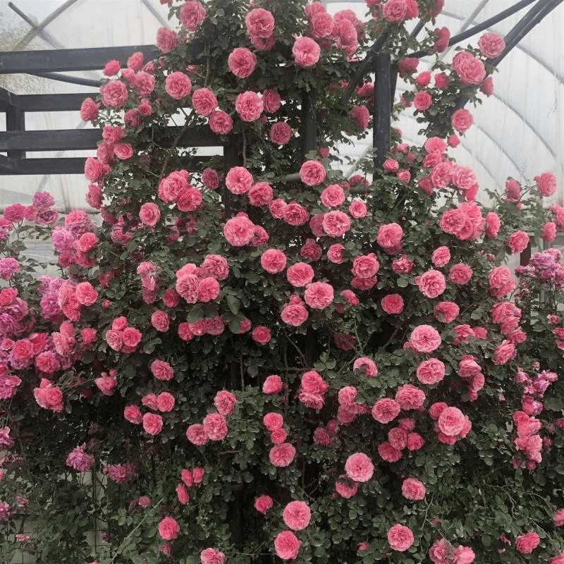 1米6大苗蔷薇花苗藤本月季花爬藤植物四季开花卉盆栽玫瑰阳台种植