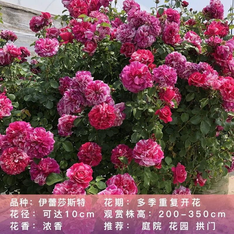   少刺 伊蕾莎斯特 复色大花 四季丰花 