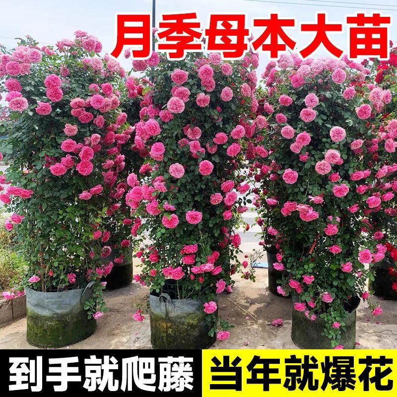 母系大苗3米高爬藤月季四季开花大苗别墅庭院藤本植物特大花苗