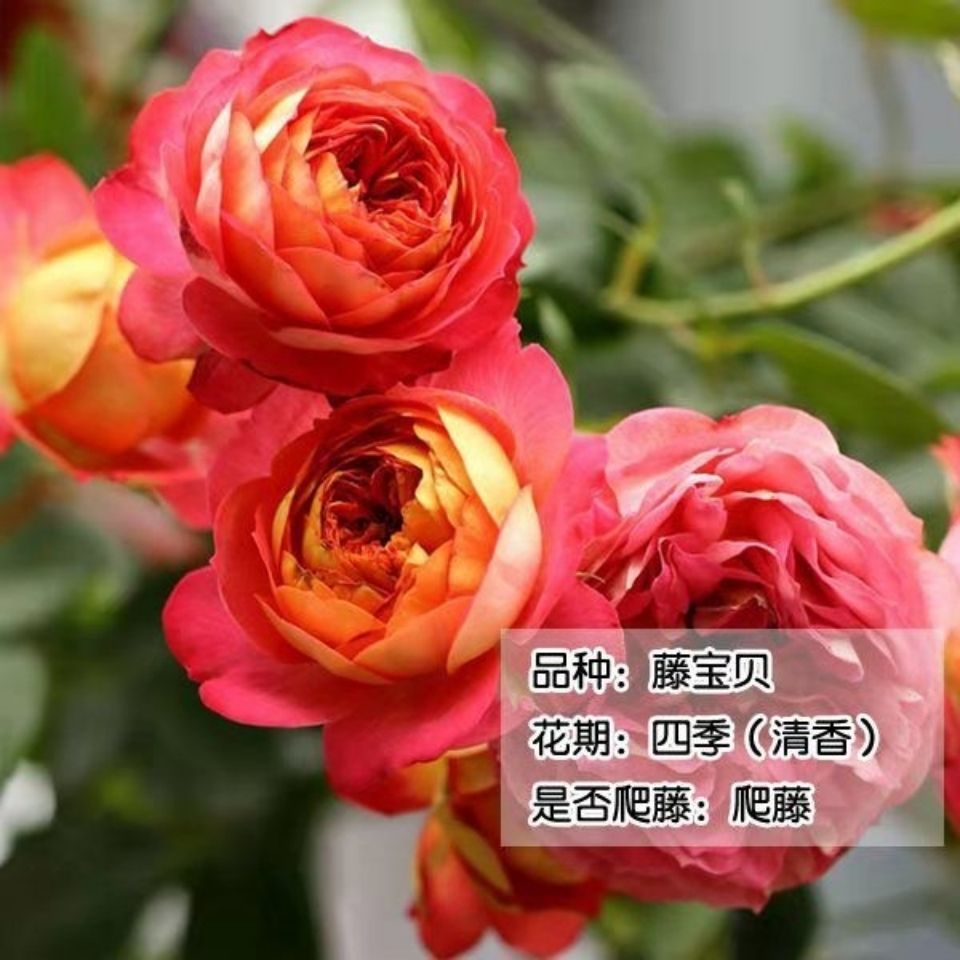 藤宝贝藤本月季爬藤蔷薇花苗阳台盆栽庭院地栽好养的丰花月季花苗